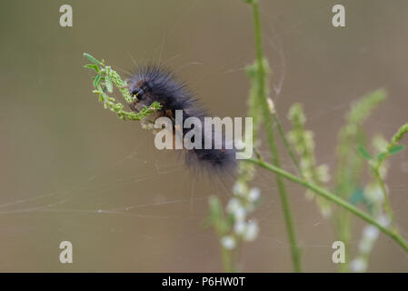 Giant Leopard Moth Caterpillar attached to wildflower branch while eating the flowers. Stock Photo