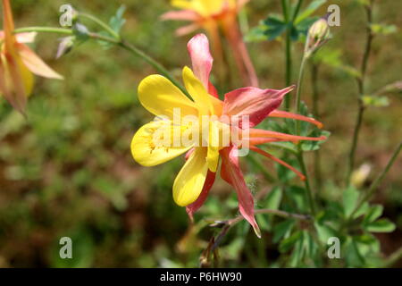 Aquilegia skinneri Tequila Sunrise or Columbine or Granny's bonnet blooming bright red to copper-red, orange with golden yellow center flower in local Stock Photo