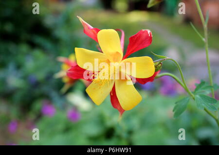 Aquilegia skinneri Tequila Sunrise or Columbine or Granny's bonnet blooming bright red to copper-red, orange with golden yellow center flower on dark Stock Photo