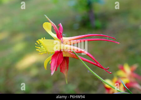 Aquilegia skinneri Tequila Sunrise or Columbine or Granny's bonnet blooming bright red to copper-red, orange with golden yellow center flower side vie Stock Photo
