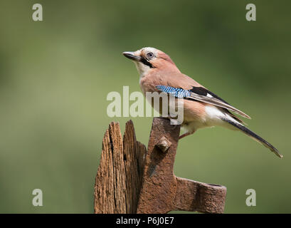 A Jay (Garrulus glandarius) perched on a wooden gate post, Berkshire Stock Photo