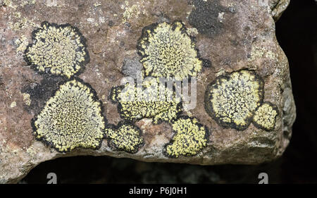 Rhizocapen geographicum growing on a dry stone wall. Stock Photo