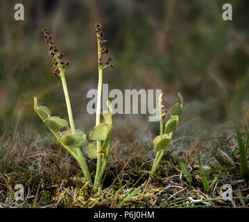 Moonwort (Botrychium lunaria), a small fern  in the family Ophioglossaceae Stock Photo