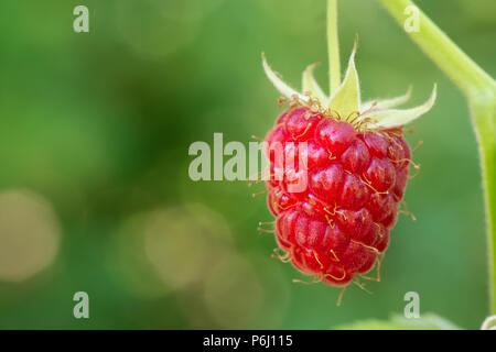 closeup ripe raspberry on the bush with green blurred garden as background Stock Photo