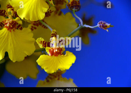 Yellow Orchid Oncidium (Dancing Ladies or Butterfly Orchid) on Blue Background Grown as Houseplant in Lancashire, England UK Stock Photo