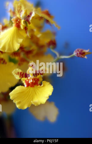 Yellow Orchid Oncidium (Dancing Ladies or Butterfly Orchid) on Blue Background Grown as Houseplant in Lancashire, England UK Stock Photo