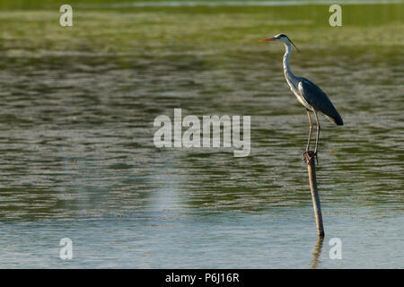 Great Blue Heron sits waiting on a pole in the water Stock Photo