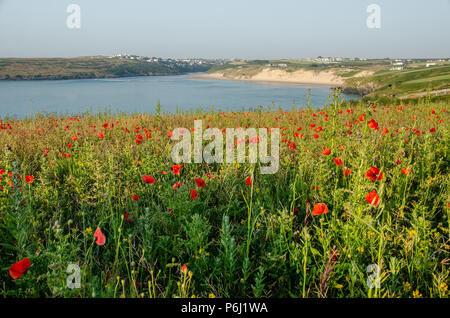 Poppies overlooking Crantock Beach Stock Photo