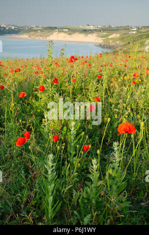 Poppies overlooking Crantock Beach Stock Photo