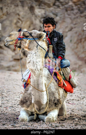 14 January 2011 - Egypt. Young Egyptian Bedouine boy sits on a resting camel in the desert. Stock Photo