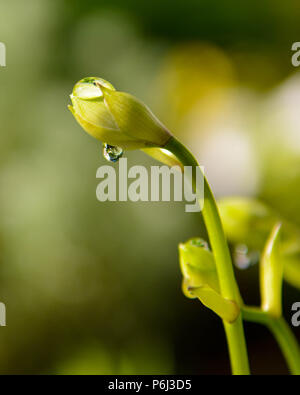 dew drop on flower bud Stock Photo