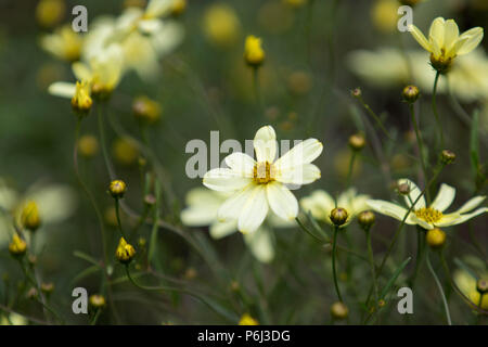 Field of wildflowers Stock Photo