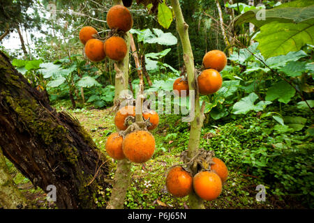 Tomato fruits in a garden near Cerro Punta, Chiriqui province, Republic of Panama, Central America. Stock Photo