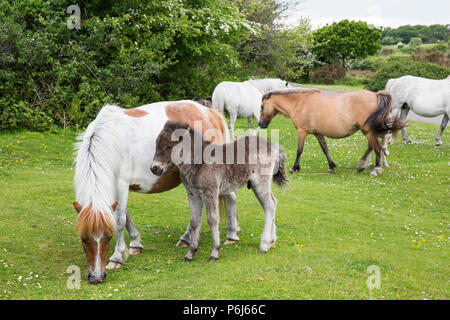 Darmoor ponies and foal grazing Stock Photo