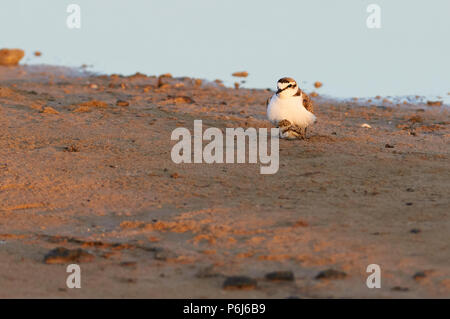 Kentish plover (Charadrius alexandrinus) male protecting its chick in salt marshes of Ses Salines Natural Park (Formentera, Balearic Islands, Spain) Stock Photo