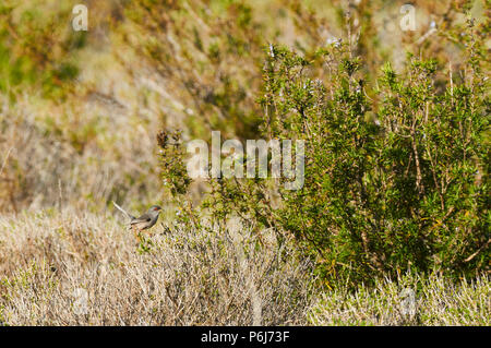 Balearic warbler (Sylvia balearica) over thorny bushes and heather in Can Marroig in Ses Salines Natural Park (Formentera, Balearic Islands, Spain) Stock Photo