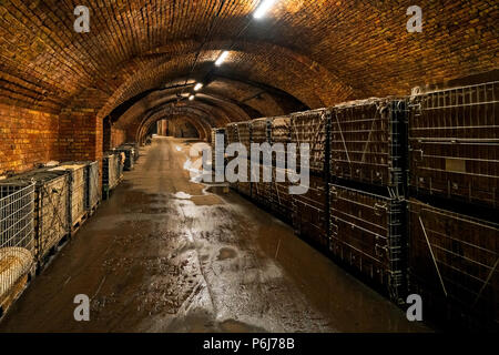 Wine cellar in Torley Wine company. Torley producing 21,5 million bottles of sparkling wine a year. Stock Photo