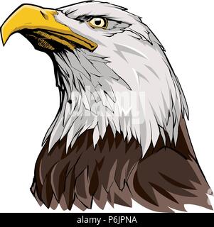 Bald Eagle on White Stock Vector