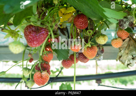 Strawberries growing and ready to pick on a pick your own farm. Strawberries are growing on elevated platforms watered by an aquaponics system. Stock Photo