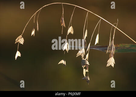 Beautiful seed heads of Woodoats plant (Chasmanthium latifolium) in autumn Stock Photo