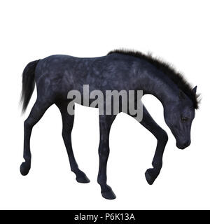 Black Foal baby horse isolated on white, 3d render. Stock Photo