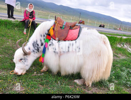 Beautiful white yak Stock Photo