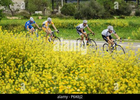 ciclistas entre cultivos de colza -Brassica napus-, carretera de Algaida, llucmajor, mallorca, islas baleares, españa, europa. Stock Photo