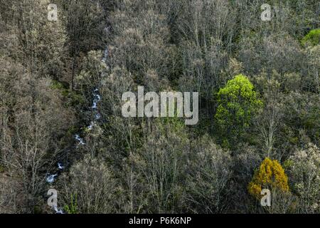 bosque caducifolio, reserva natural Garganta de los Infiernos, sierra de Tormantos, valle del Jerte, Cáceres, Extremadura, Spain, europa. Stock Photo
