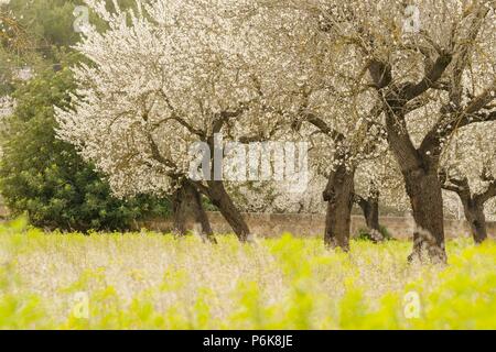 almendros en flor, S' Esglaieta, Esporlas, mallorca, islas baleares, españa, europa. Stock Photo