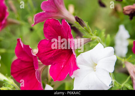 Red and white petunia flowers blooming in the garden Stock Photo