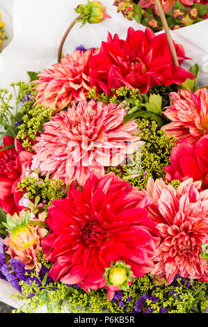 Blooming red dahlia flowers in a bouquet Stock Photo