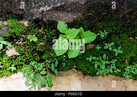small plants on the nature rock wall Stock Photo