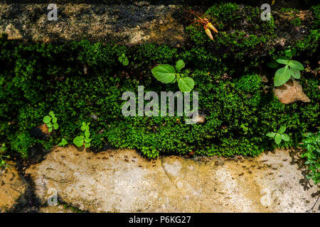 small plants on the nature rock wall Stock Photo