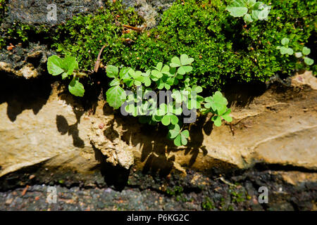 small plants on the nature rock wall Stock Photo