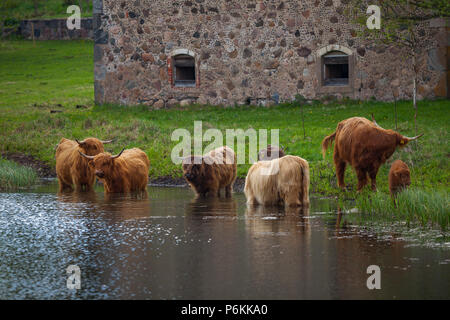 Northern long-haired bulls and cows are drinking water near bank of the river. Estonian farmland. Stock Photo