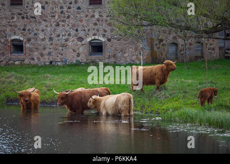 Northern long-haired bulls and cows are drinking water near bank of the river. Estonian farmland. Stock Photo