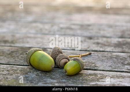 Close-up of some green acorns lying on a wooden gardentable in the light of the autumn sun Stock Photo