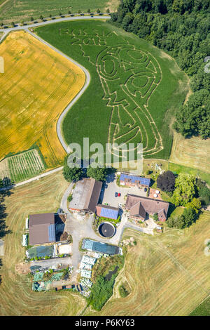 Corn maze with Russian football emblem in Cappenberg, Farm Lünemann, Selm, Ruhr, Nordrhein-Westfalen, Germany, DEU, Europe, aerial view, birds-eyes vi Stock Photo