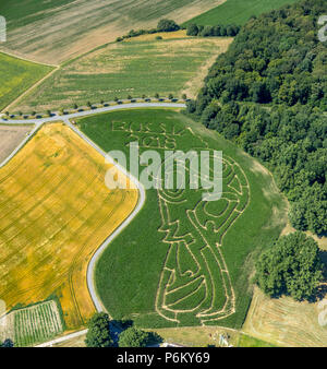 Corn maze with Russian football emblem in Cappenberg, Farm Lünemann, Selm, Ruhr, Nordrhein-Westfalen, Germany, DEU, Europe, aerial view, birds-eyes vi Stock Photo