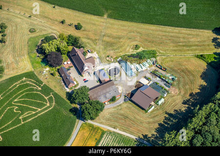 Corn maze with Russian football emblem in Cappenberg, Farm Lünemann, Selm, Ruhr, Nordrhein-Westfalen, Germany, DEU, Europe, aerial view, birds-eyes vi Stock Photo