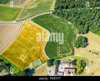 Corn maze with Russian football emblem in Cappenberg, Farm Lünemann, Selm, Ruhr, Nordrhein-Westfalen, Germany, DEU, Europe, aerial view, birds-eyes vi Stock Photo