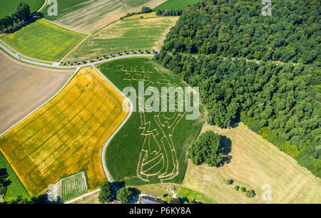 Corn maze with Russian football emblem in Cappenberg, Farm Lünemann, Selm, Ruhr, Nordrhein-Westfalen, Germany, DEU, Europe, aerial view, birds-eyes vi Stock Photo