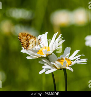 In the summer meadow the beautiful Lesser Marbled Fritillary Butterfly (Brenthis ino) suck nectar from a flowering Ox-eye Daisy (Leucanthemum vulgare) Stock Photo