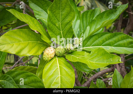 Morinda Citrifolia tree plant, Noni fruit, Cheese fruit. Exotic Polynesian fruit and leaves. Stock Photo