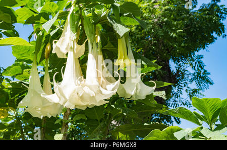 White trumpet flowers. Flowering Datura tree plant, Angel's Trumpets, Moonflowers. Stock Photo