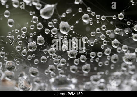 Dew Drops; on Spiders Web; Isles of Scilly; UK Stock Photo