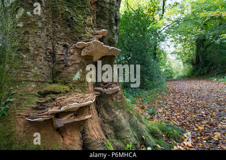 Artist's Fungus; Ganoderma applanatum; Tresillian; Cornwall; UK Stock Photo
