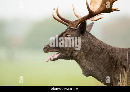Fallow Deer; Dama dama Single Buck London; UK Stock Photo