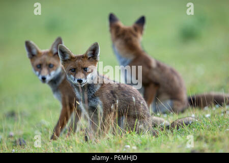 Fox cubs; Vulpes vulpes; Cornwall Stock Photo