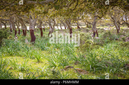 Cork oak forest ( Quercus suber) on the basalt plateau of Giara di Gesturi in Sardinia, italy Stock Photo